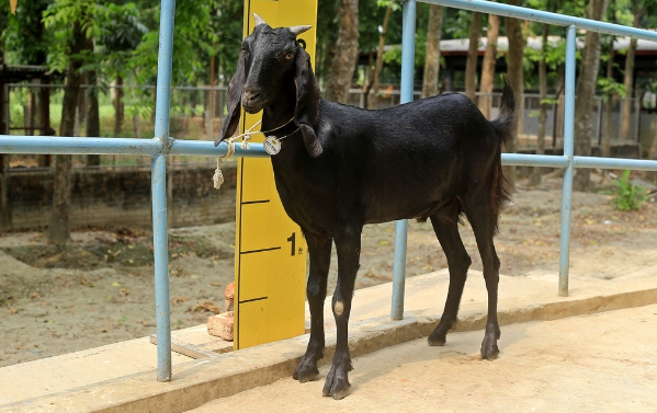 Goat wether (খাসি)